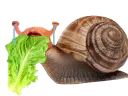 :risiescargot: