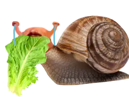 :risiescargot: