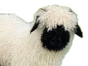 :moutonmignon:
