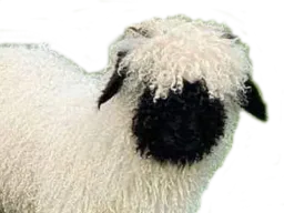 :moutonmignon: