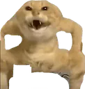 :Chat_sumo_danse: