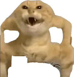 :Chat_sumo_danse: