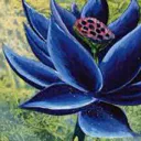 LotusNoir