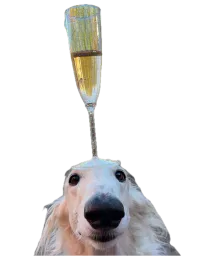 :chien_champagne:
