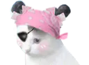 :ChatCouettesPirate2: