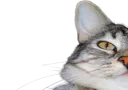 :CS_Gauche:
