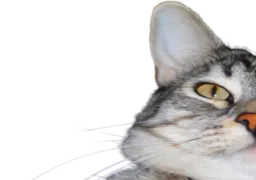 :CS_Gauche:
