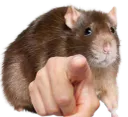 :ratdoigt: