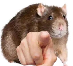 :ratdoigt: