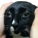 :chat_blazzzer: