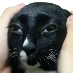 :chat_blazzzer: