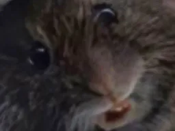 :rat_surpris: