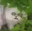 :worriedstraycat:
