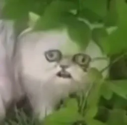 :worriedstraycat: