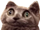 :limbo_wtf: