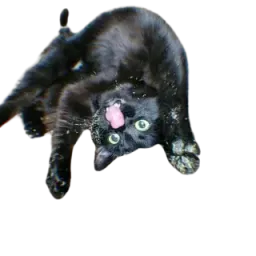 :Chat_drogue:
