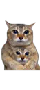 :Chatduo: