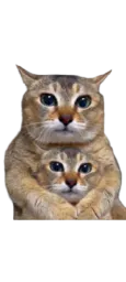 :Chatduo: