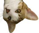 :Tim:
