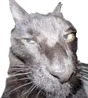 :chatvener5: