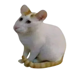 :Cheesecat: