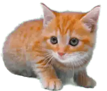 :Chaton_timide: