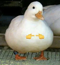 :Canard_copain: