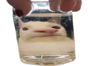 :wideglouent: