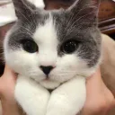 :Chat_copain_6: