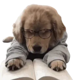 :Chien_qui_lit: