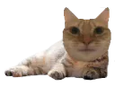 :chatdetente: