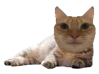 :chatdetente: