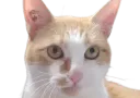 :chat_ash: