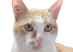 :chat_ash: