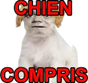 :chien_compris2: