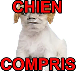 :chien_compris2: