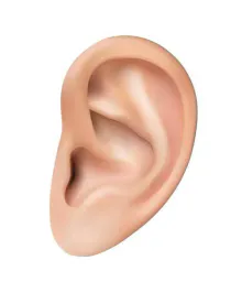 :Oreille_droite_: