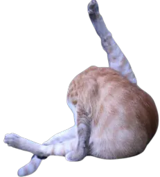 :Chat_leche_trou_de_balle: