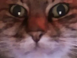 :chat_zoom: