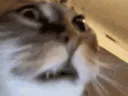 :chatfougif: