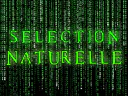 :selematrix: