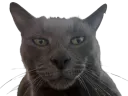 :Babis_chad: