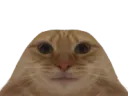 :chat_moche: