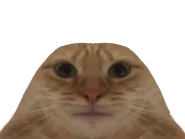 :chat_moche: