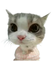 :Potichat: