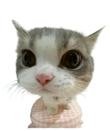 :Potichat: