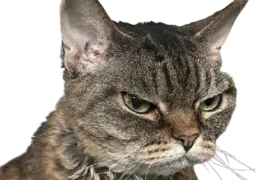:chat_fache: