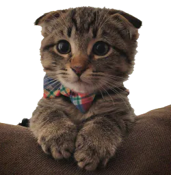 :Cutekitty: