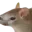 Photo de profil de Sourischat