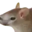 Photo de profil de Sourischat